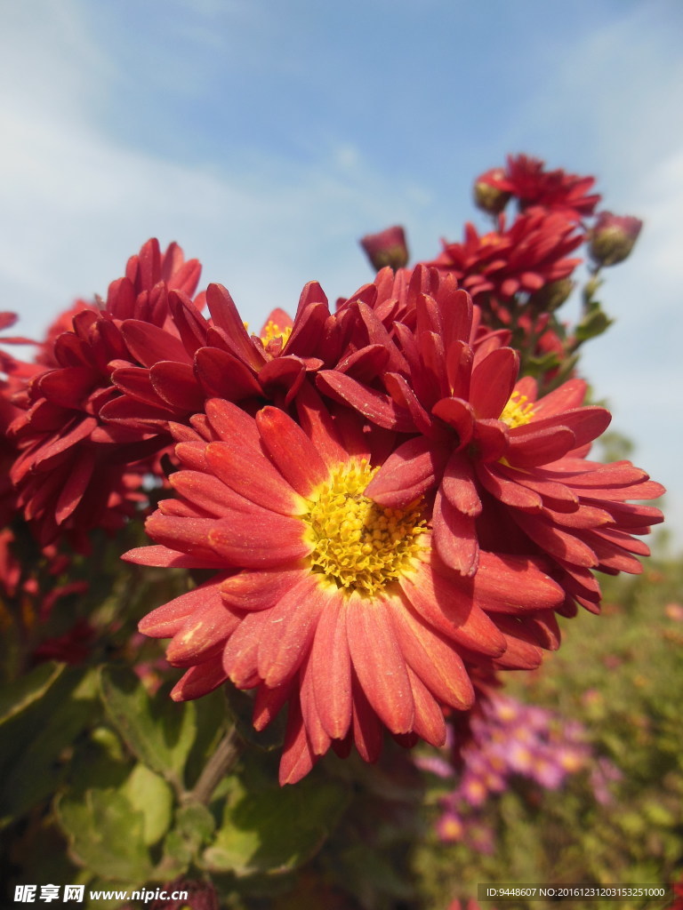 菊花