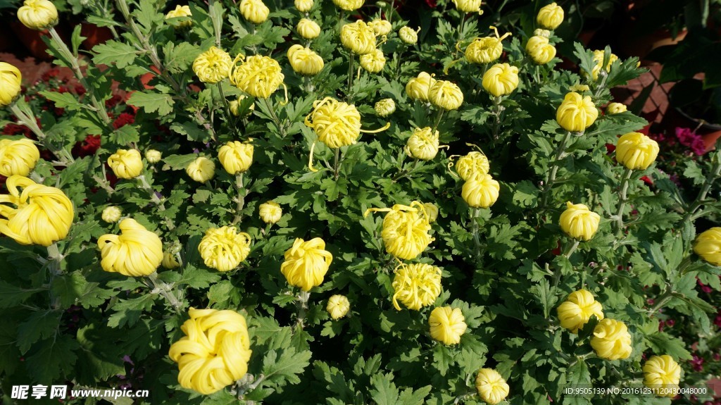 黄丝菊花