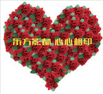 玫瑰花