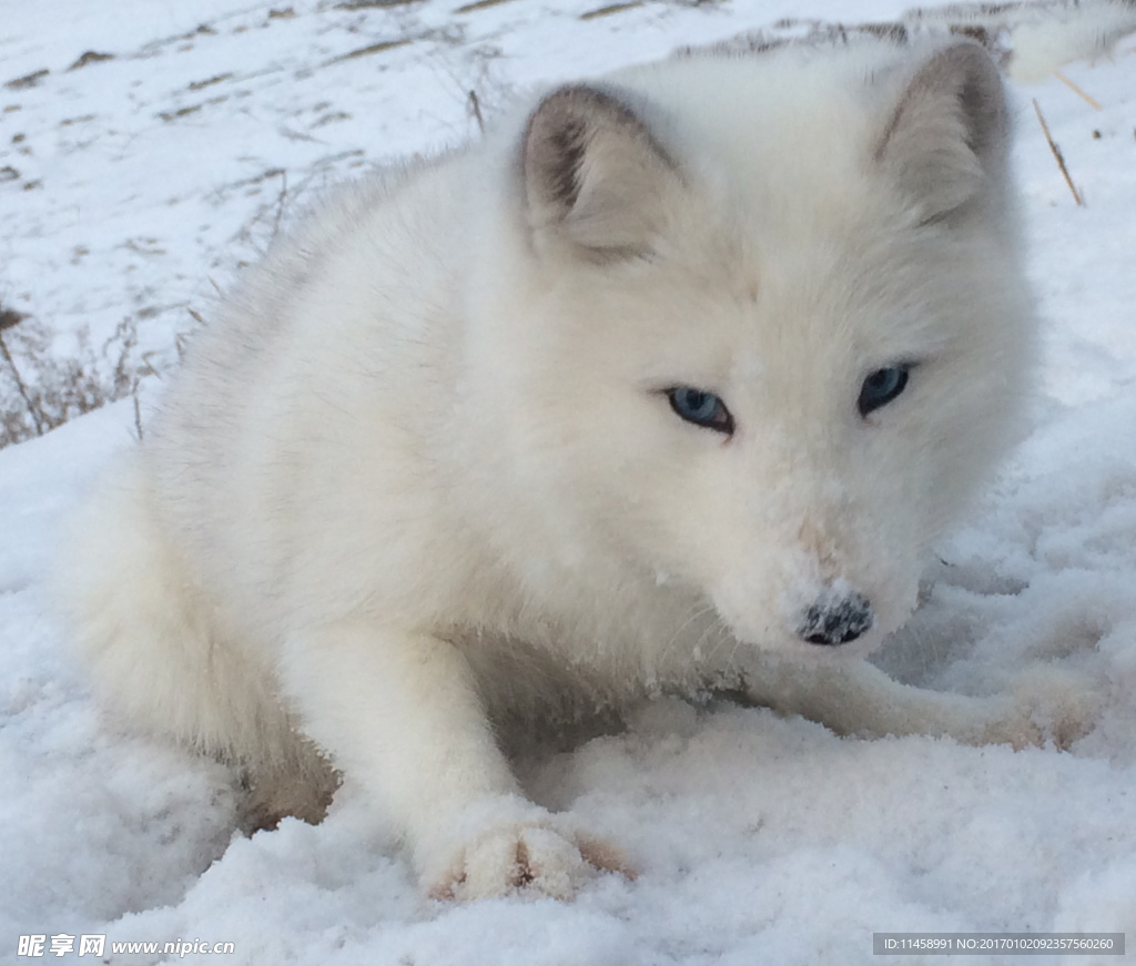 雪狐