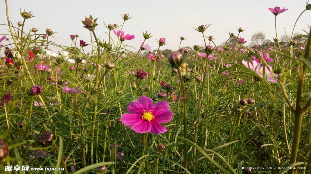 鲜花 花草