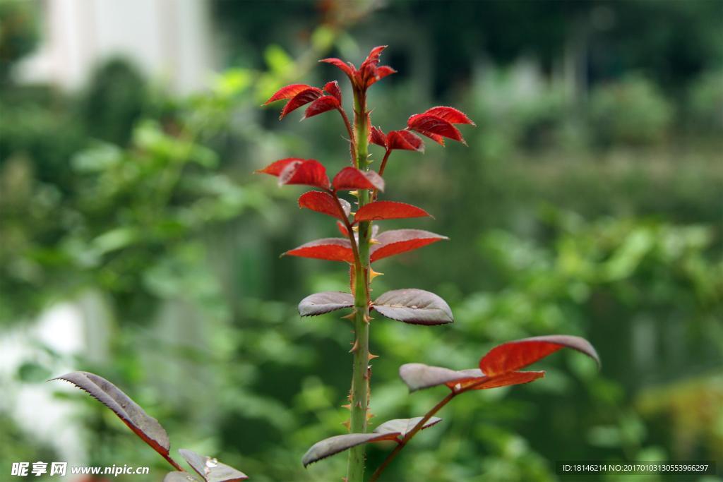 花草