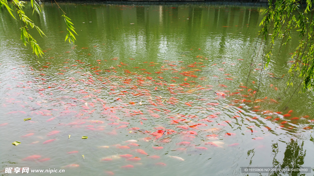 湖里的锦鲤鱼群