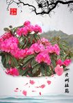 贵州杜鹃素材