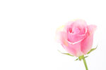 玫瑰花