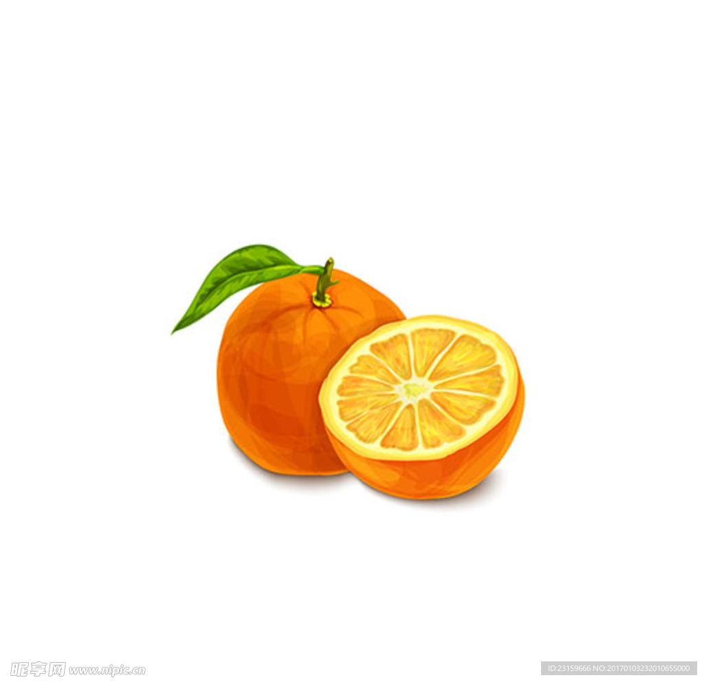 手绘水彩水彩脐橙子