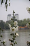 白花