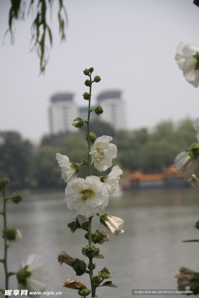 白花