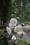 白花