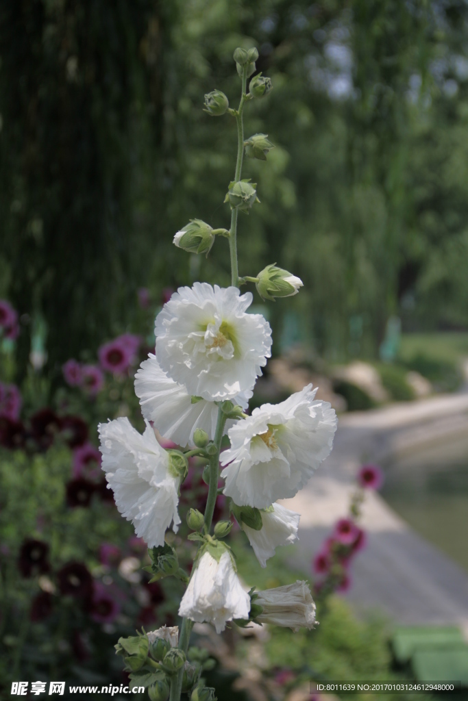 白花