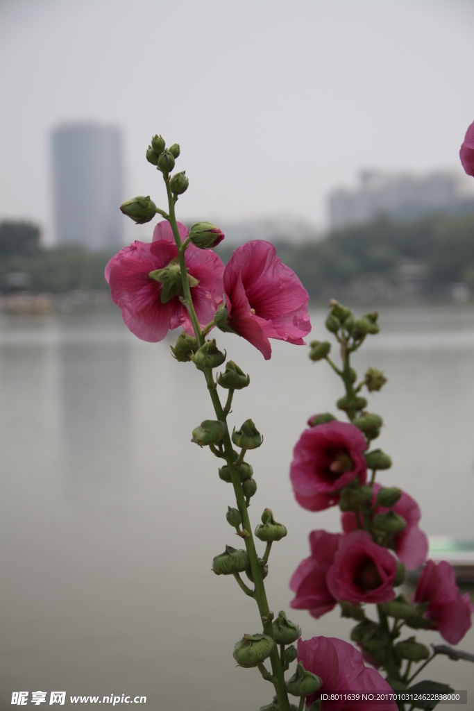 红花