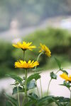 黄花
