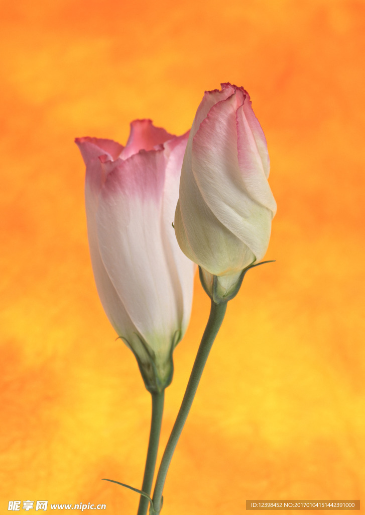 美丽鲜花