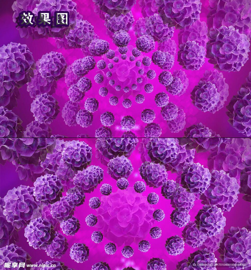 紫色唯美花朵大绣球放花高清视频