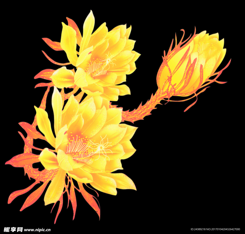 黄色的花