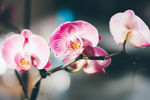 唯美花卉