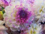 漂亮鲜花