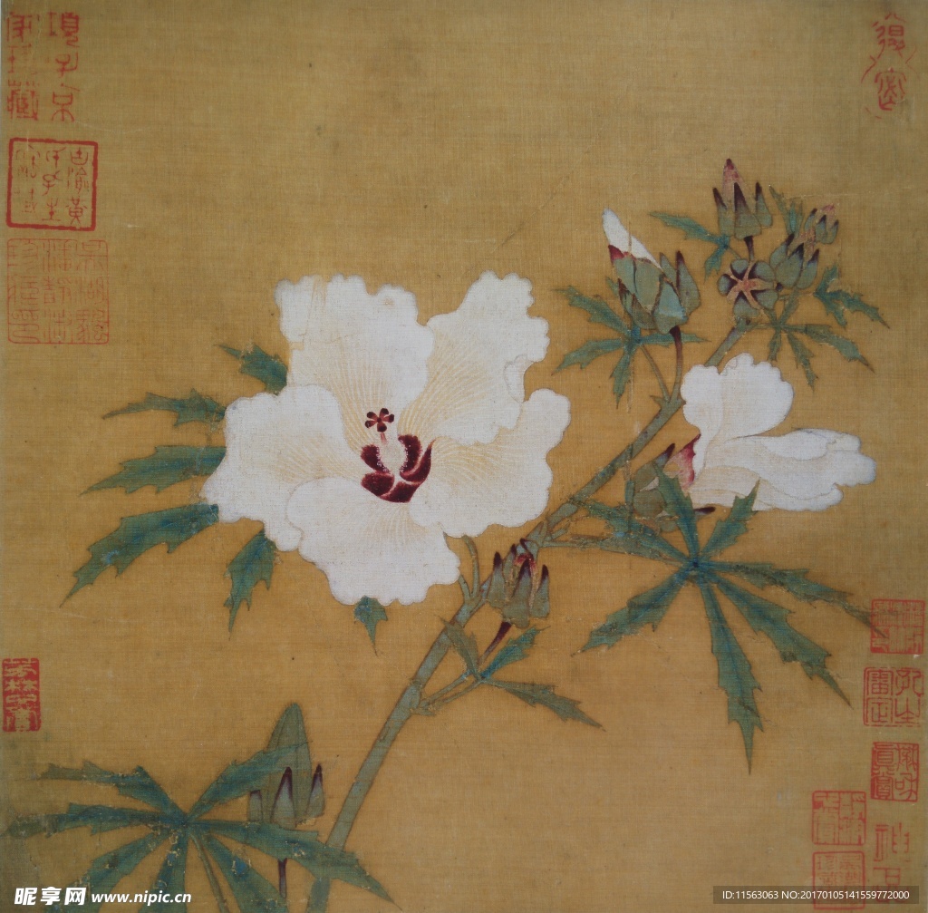 宋 佚名 秋葵图