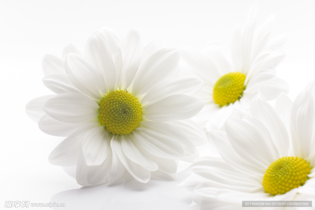 唯美鲜花高清摄影图片