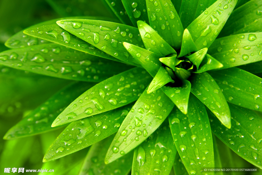 绿色水珠高清背景图片
