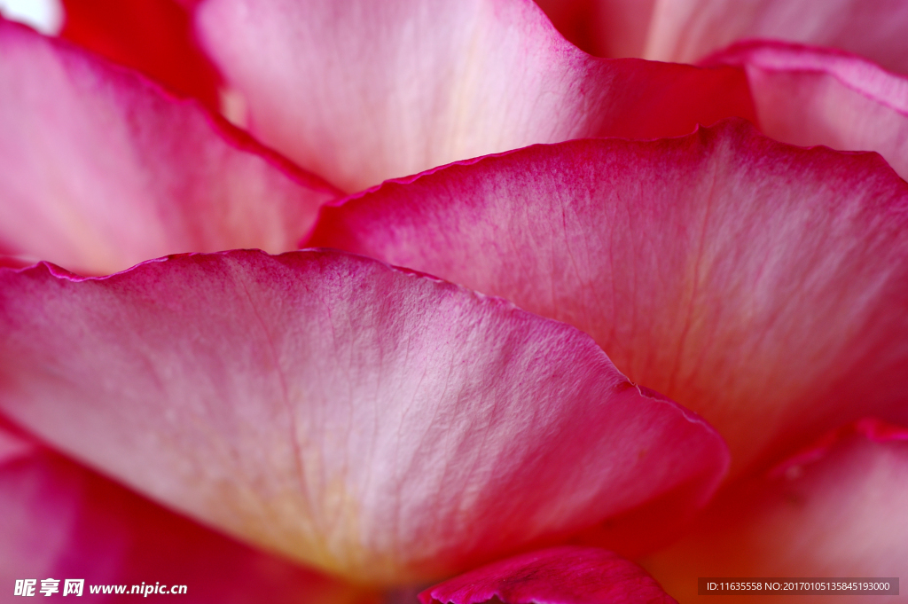 唯美鲜花高清摄影图片