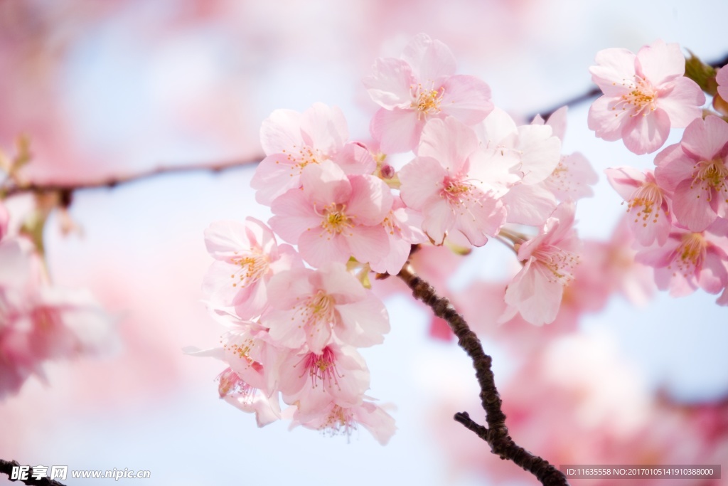 唯美鲜花高清摄影图片