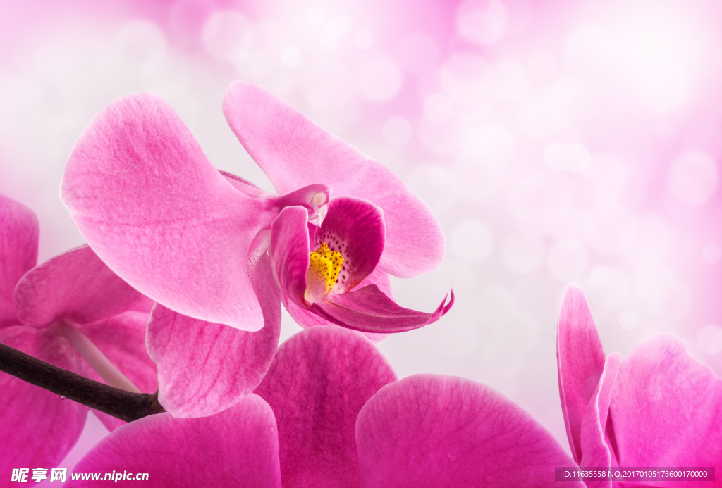 唯美鲜花高清摄影图片