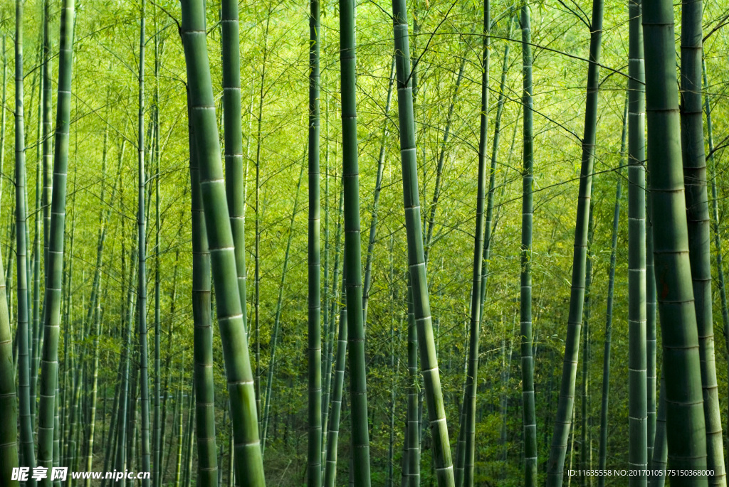 竹子竹林景色高清图片