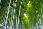 竹子竹林景色高清图片