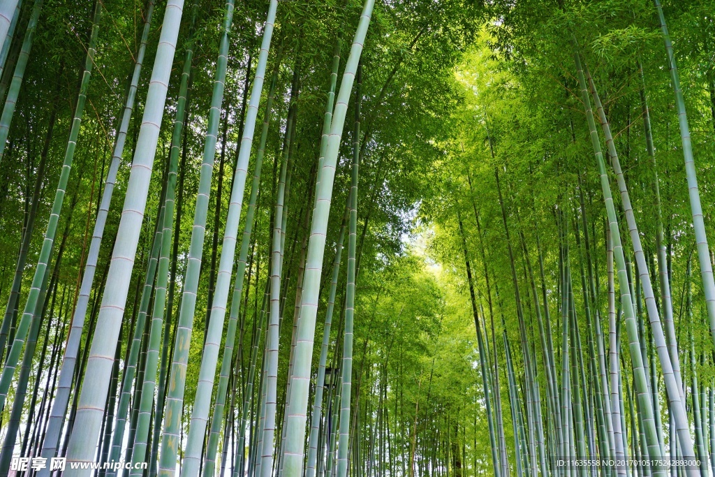 竹子竹林景色高清图片