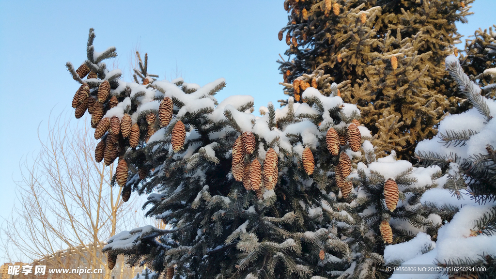 蓝天 松树 雪