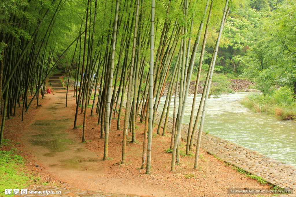 竹林