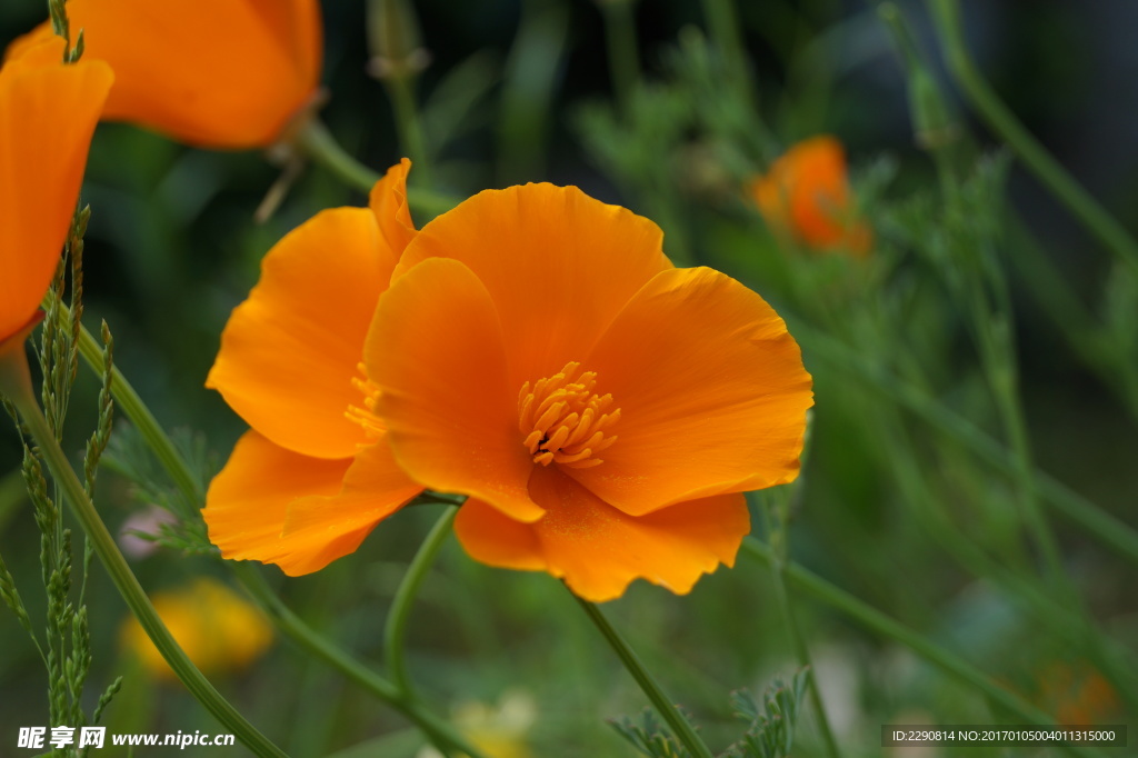 花