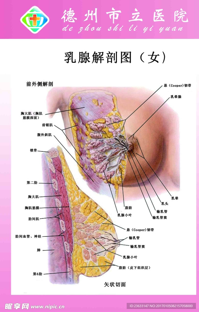 乳腺解剖图