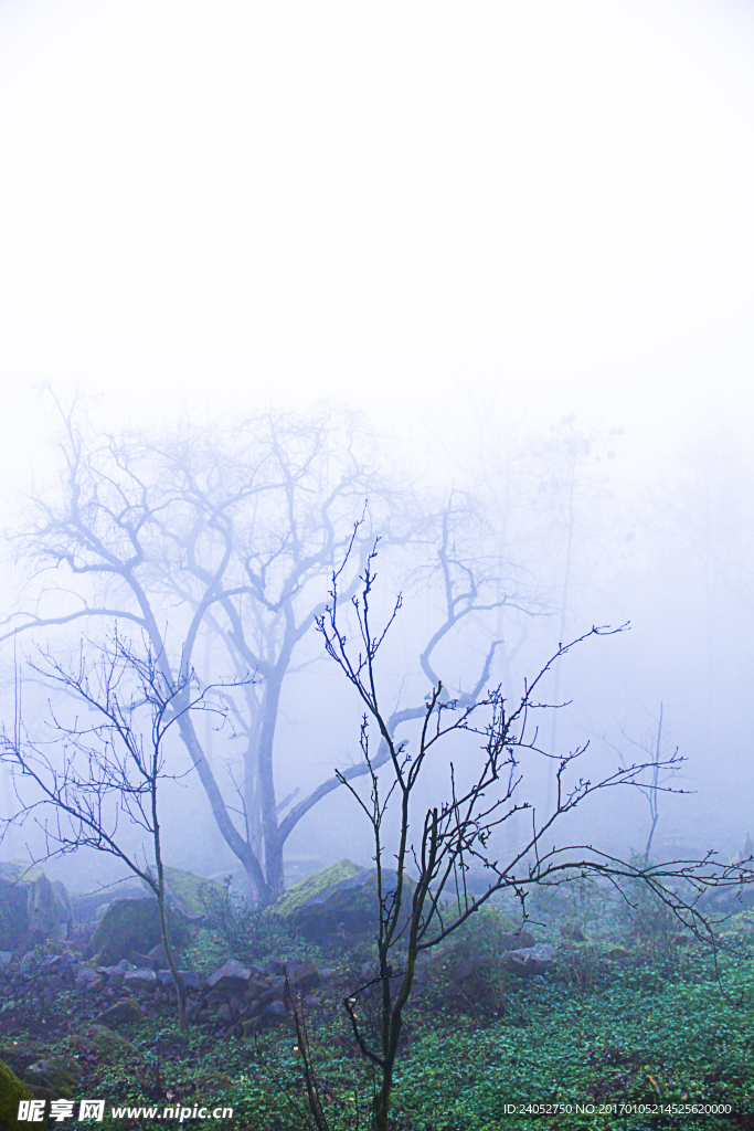 雨天树木迷雾森林