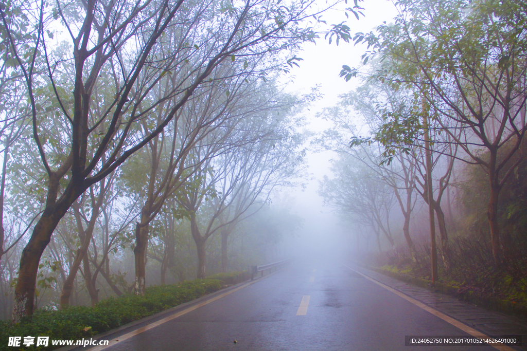 雨天公园树木道路