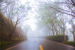 雨天公园树木道路