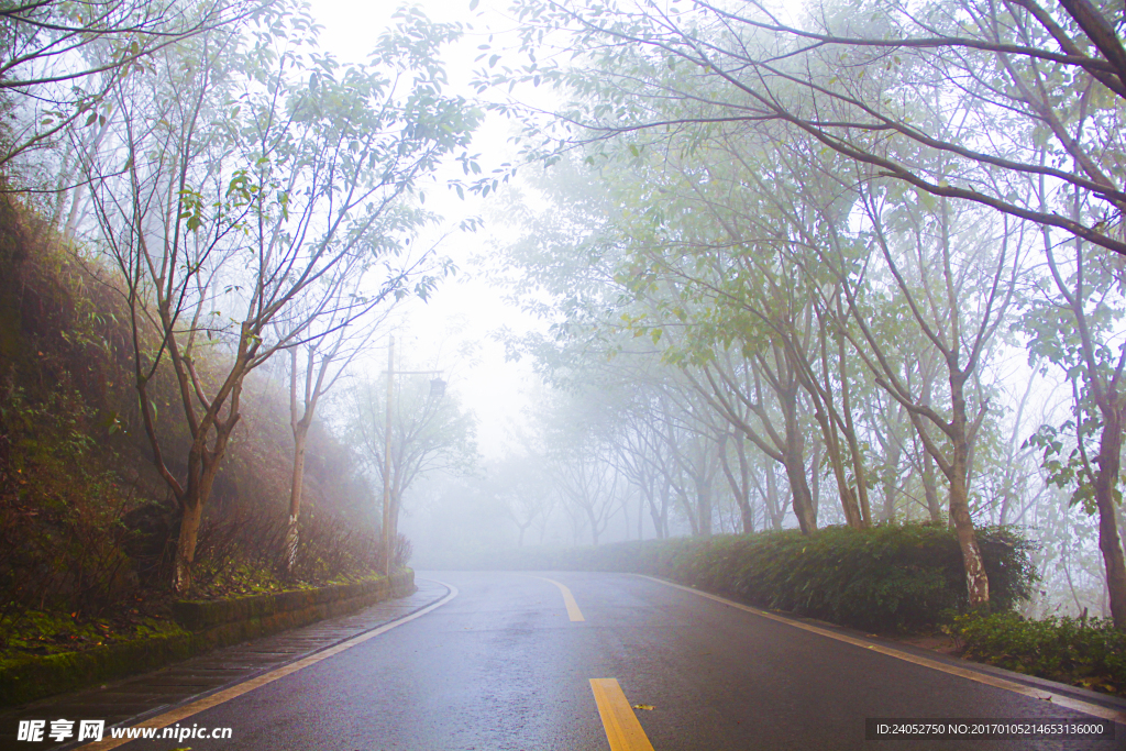 雨天公园树木道路