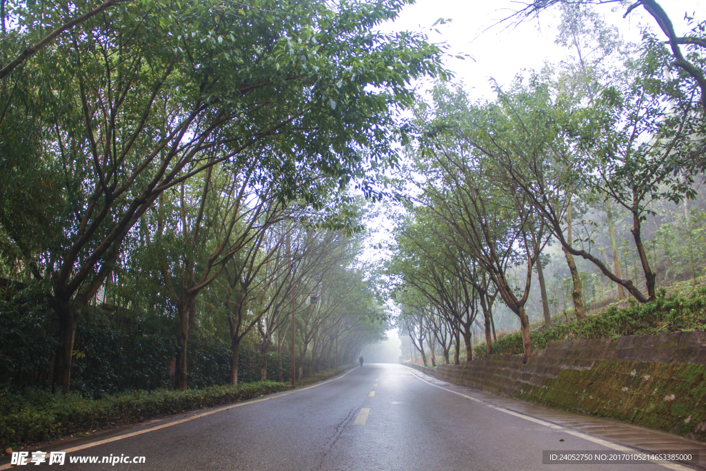 雨天公园树木道路