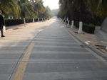 公路树木