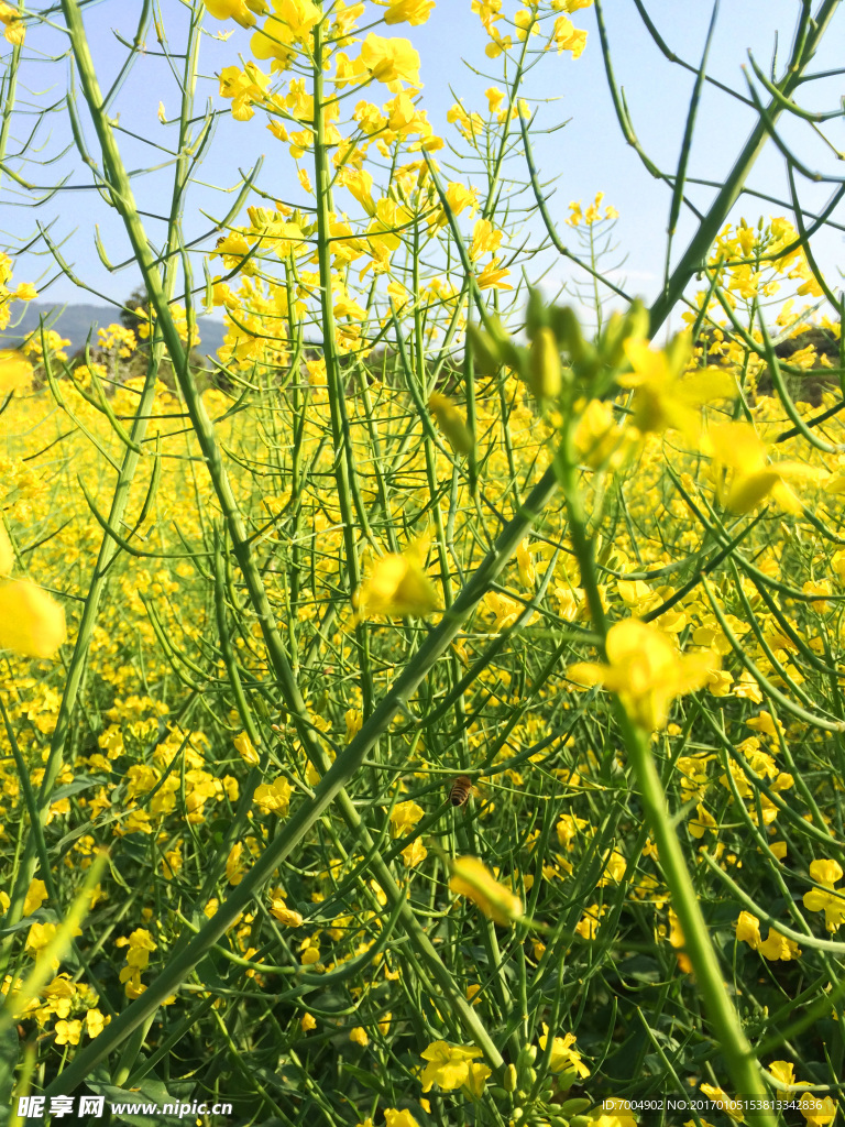 油菜花海