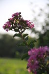花卉