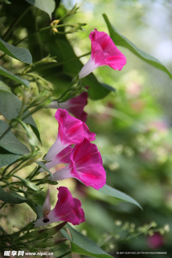 牵牛花