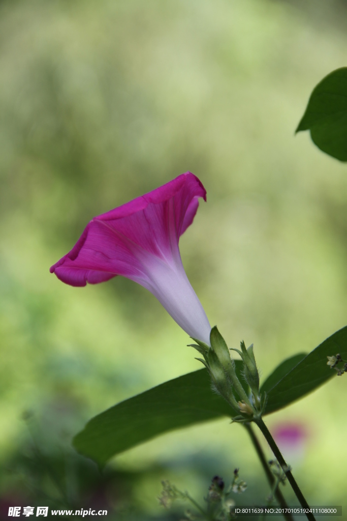 牵牛花