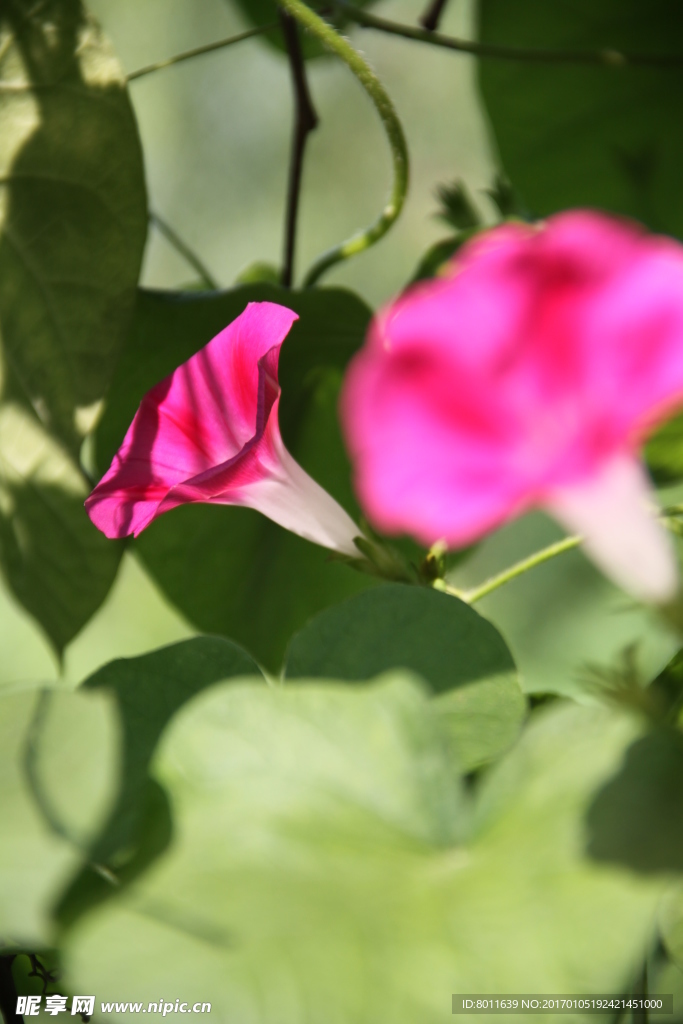 牵牛花