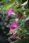 牵牛花
