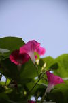 牵牛花