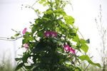 牵牛花