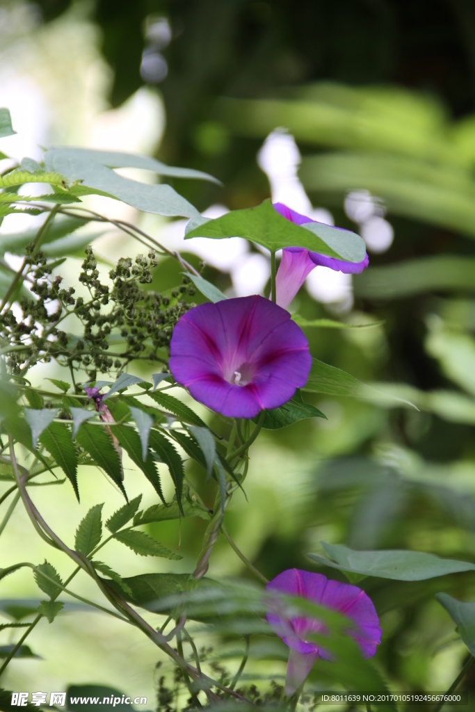 牵牛花