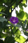 牵牛花